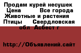 Продам курей несушек › Цена ­ 350 - Все города Животные и растения » Птицы   . Свердловская обл.,Асбест г.